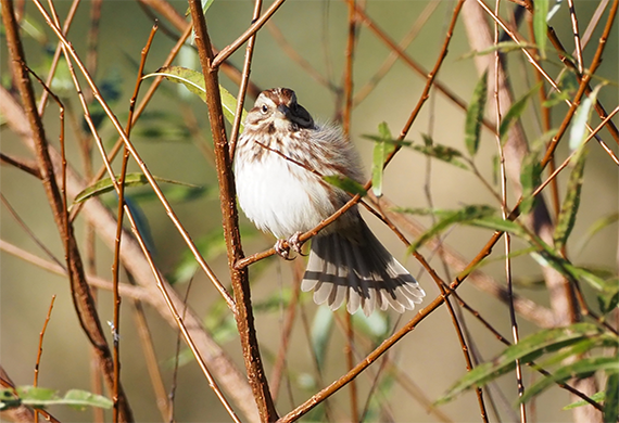 Song Sparrow by Simon Thompson